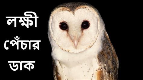 ullu ki awaaz|লক্ষ্মী পেঁচার ডাক । Barn Owl Sound । Barn Owl Voice । .